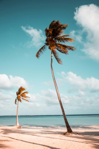 A photograph of two palm trees on a tropical beach.